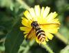 Chrysotoxum sp.